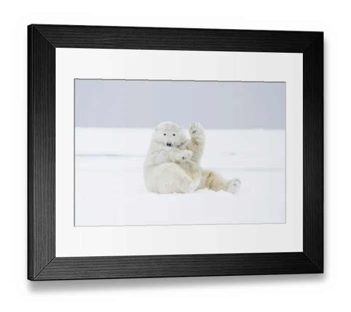 Framed Print : Polar bear (Ursus maritimus) young male playing / rolling around in the snow along Framed Print : Polar bear (Ursus maritimus) young male playing / rolling around in the snow along