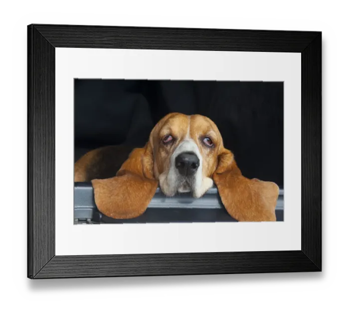 Framed Print : Basset hound, portrait, resting head on back of car, eyes half closed, UK Framed Print : Basset hound, portrait, resting head on back of car, eyes half closed, UK