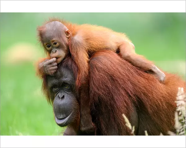 Orang utan (Pongo pygmaeus pygmaeus) mother with baby climbing on her back, occurs in Borneo