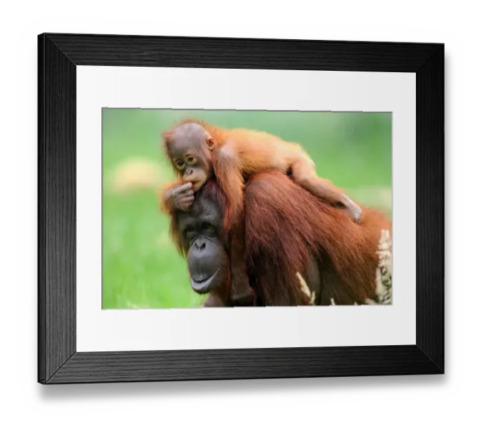 Framed Print : Orang utan (Pongo pygmaeus pygmaeus) mother with baby climbing on her back, occurs in Borneo Framed Print : Orang utan (Pongo pygmaeus pygmaeus) mother with baby climbing on her back, occurs in Borneo