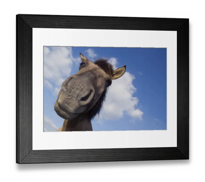 Framed Print : RF- Konik Wild Horse (Equus ferus caballus) low angle close up of head. The Netherlands Framed Print : RF- Konik Wild Horse (Equus ferus caballus) low angle close up of head. The Netherlands