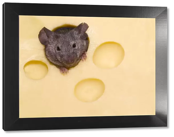 House Mouse (Mus musculus) peering through hole in cheese. Captive