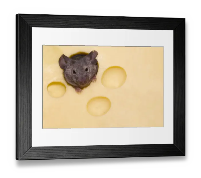 Framed Print : House Mouse (Mus musculus) peering through hole in cheese. Captive Framed Print : House Mouse (Mus musculus) peering through hole in cheese. Captive