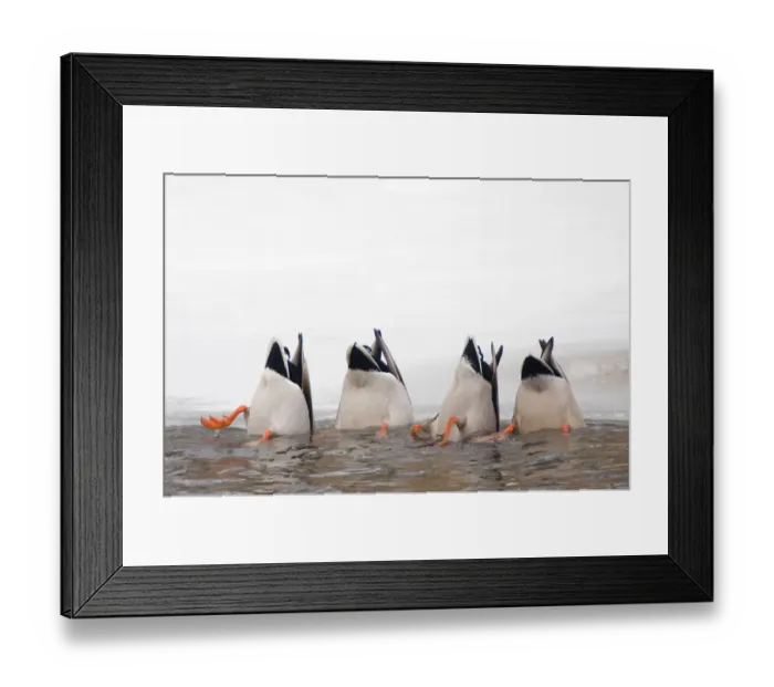 Framed Print : Four Mallard (Anas platyrhynchos) dabbling for food in icy water. The Netherlands, January Framed Print : Four Mallard (Anas platyrhynchos) dabbling for food in icy water. The Netherlands, January