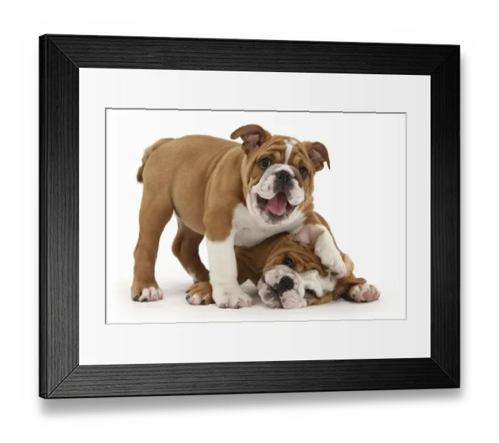 Framed Print : Two playful Bulldog puppies, 11 weeks Framed Print : Two playful Bulldog puppies, 11 weeks