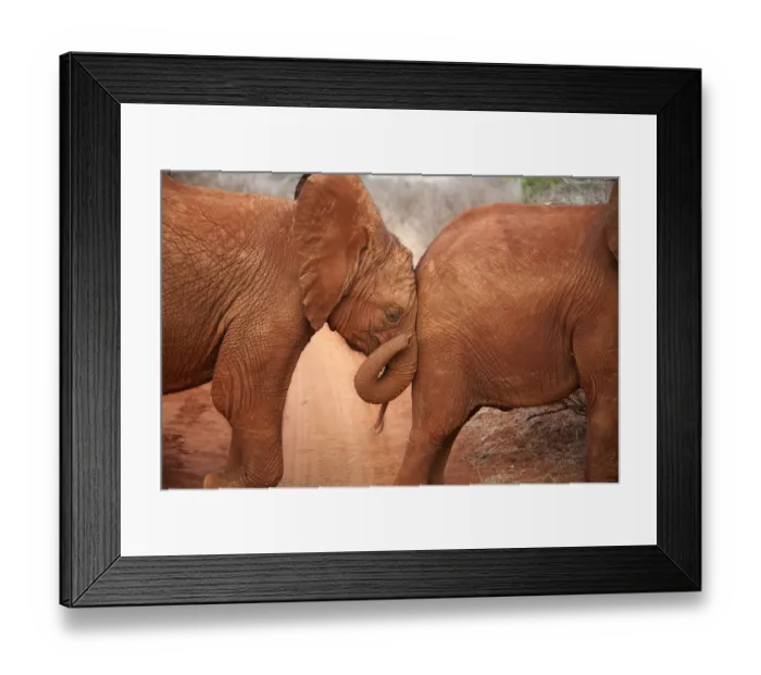 Framed Print : A baby orphan Elephant (Loxodonta africana) leaning against the rump of its friend Framed Print : A baby orphan Elephant (Loxodonta africana) leaning against the rump of its friend