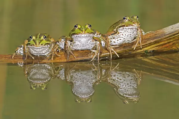Three Edible Frogs (Rana esculenta) on a log in water. Switzerland, Europe, July