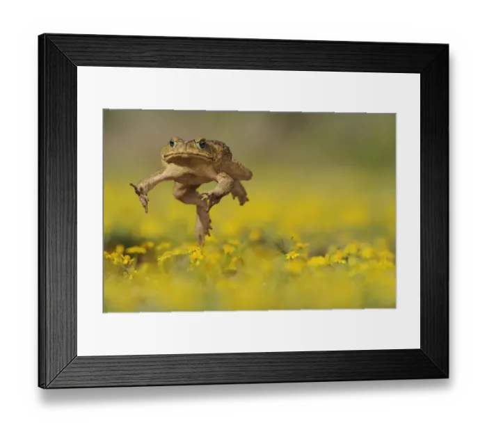 Framed Print : Cane Toad / Marine Toad / Giant Toad (Bufo marinus) adult jumping in Dogweed (Dyssodia Framed Print : Cane Toad / Marine Toad / Giant Toad (Bufo marinus) adult jumping in Dogweed (Dyssodia