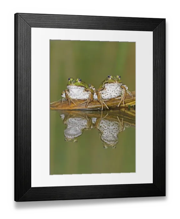 Framed Print : Edible Frogs (Rana esculenta) on log in water. Switzerland, Europe, July Framed Print : Edible Frogs (Rana esculenta) on log in water. Switzerland, Europe, July