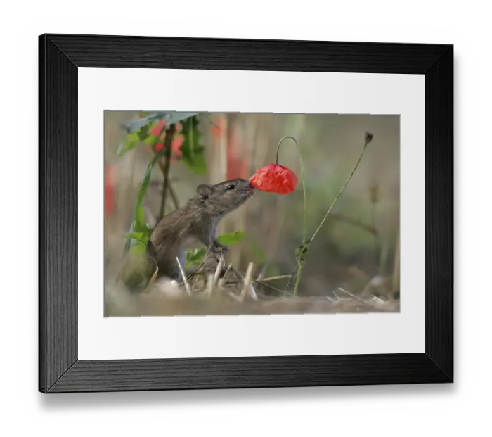 Framed Print : Striped Field Mouse (Apodemus agrarius) and Corn Poppy (Papaver rhoeas). Lublin Highland Framed Print : Striped Field Mouse (Apodemus agrarius) and Corn Poppy (Papaver rhoeas). Lublin Highland