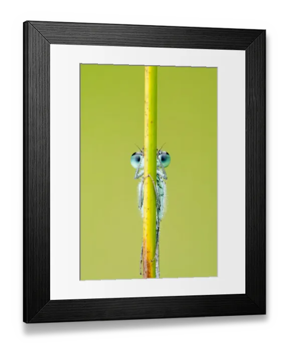 Framed Print : Blue-tailed damselfly {Ischnura elegans} eyes just visible behind reed stem, Cornwall, UK