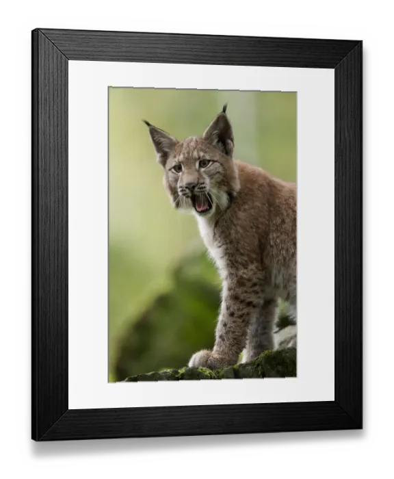 Framed Print : Lynx (Lynx lynx) cub calling. Hannau, Germany, September. Captive Framed Print : Lynx (Lynx lynx) cub calling. Hannau, Germany, September. Captive