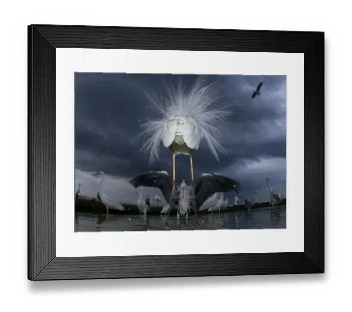 Framed Print : Confrontation between a great egret (Ardea alba) and grey heron (Ardea cinerea), Lake Csaj Framed Print : Confrontation between a great egret (Ardea alba) and grey heron (Ardea cinerea), Lake Csaj