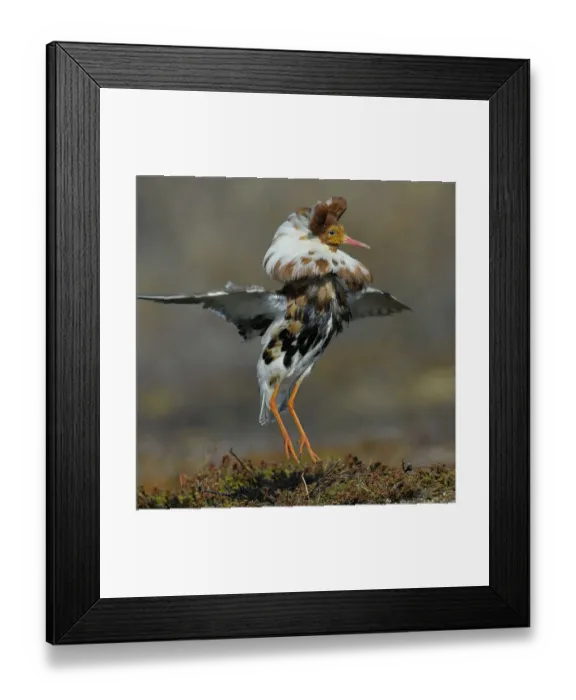 Framed Print : Ruff (Philomachus pugnax) male displaying, Varanger, Norway, May