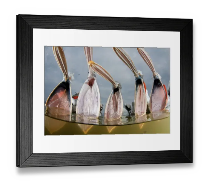Framed Print : Dalmatian pelicans (Pelecanus crispus) low angle perspective of open bills, Lake Kerkini Framed Print : Dalmatian pelicans (Pelecanus crispus) low angle perspective of open bills, Lake Kerkini