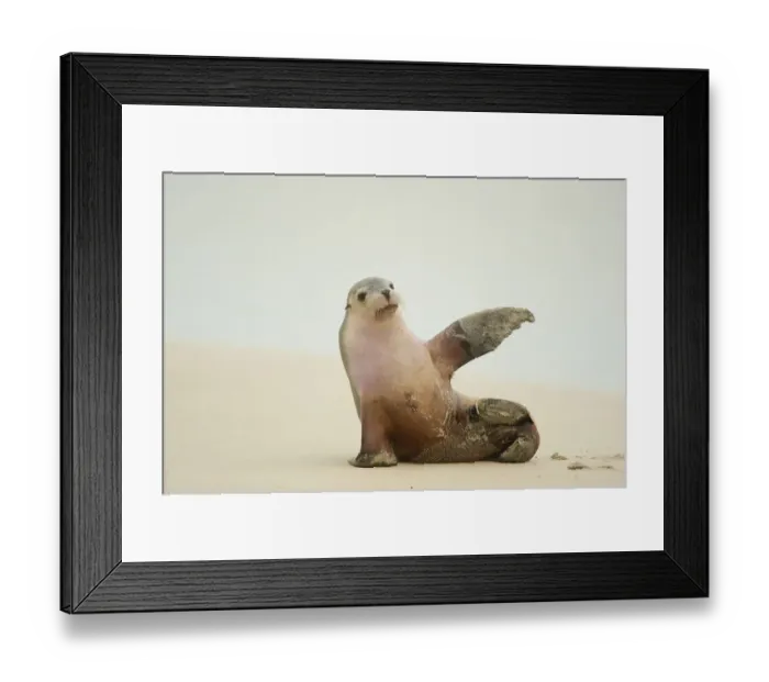 Framed Print : Australian Sea Lion (Neophoca cinerea) sitting on beach with one flipper up, Seal Framed Print : Australian Sea Lion (Neophoca cinerea) sitting on beach with one flipper up, Seal