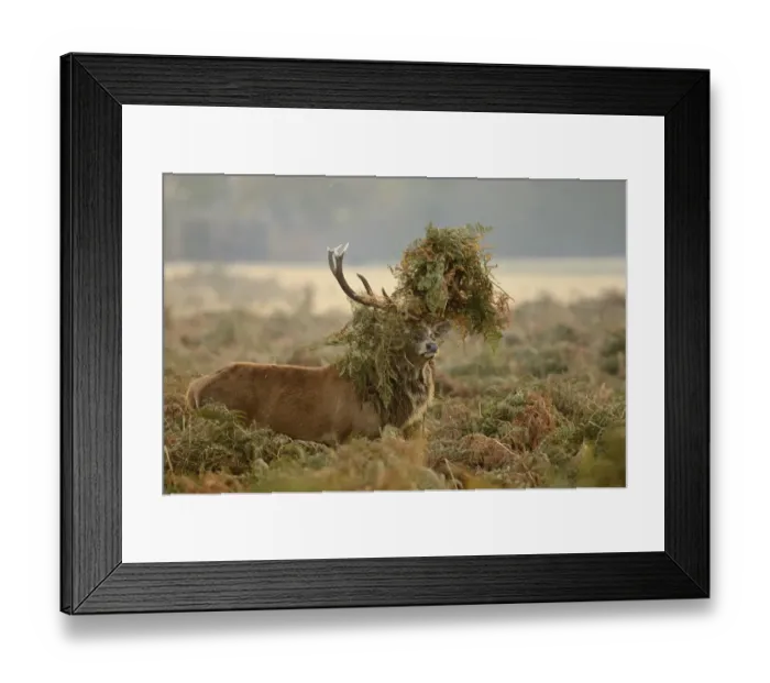 Framed Print : Red deer (Cervus elaphus) stag thrashing bracken, rutting season, Bushy Park, London, UK, October Framed Print : Red deer (Cervus elaphus) stag thrashing bracken, rutting season, Bushy Park, London, UK, October
