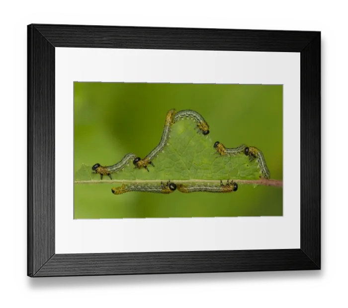 Framed Print : Birch Sawfly (Cimbex femoratus) feeding on a leaf. August, UK Framed Print : Birch Sawfly (Cimbex femoratus) feeding on a leaf. August, UK