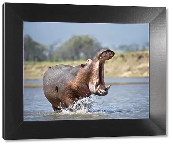 Adult male Hippopotamus (Hippopotamus amphibius) posturing in agressive yawn behaviour
