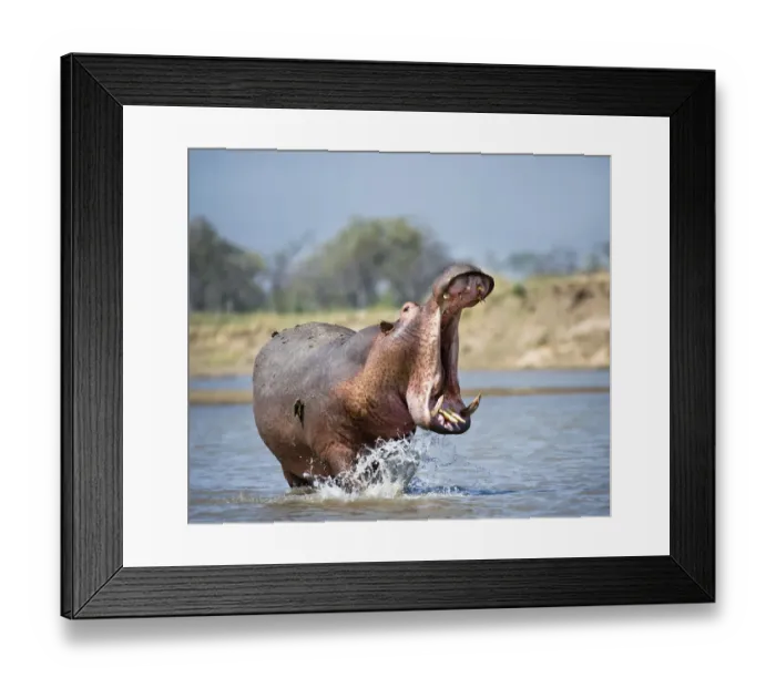 Framed Print : Adult male Hippopotamus (Hippopotamus amphibius) posturing in agressive yawn behaviour Framed Print : Adult male Hippopotamus (Hippopotamus amphibius) posturing in agressive yawn behaviour