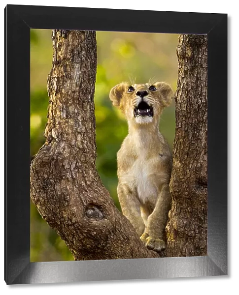 Asiatic lion cub (Panthera leo persica) looking up into tree, possibly at a bird