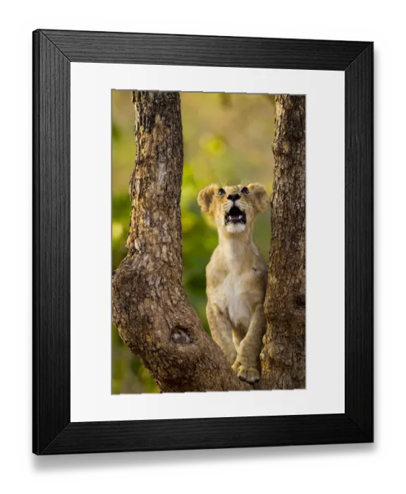 Framed Print : Asiatic lion cub (Panthera leo persica) looking up into tree, possibly at a bird Framed Print : Asiatic lion cub (Panthera leo persica) looking up into tree, possibly at a bird