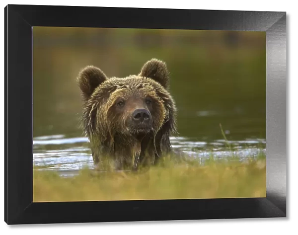 Brown Bear (Ursus arctos) portrait in water with wet fur. Finland, Europe, June