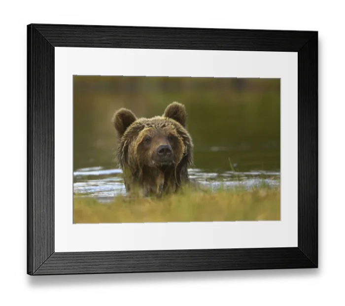 Framed Print : Brown Bear (Ursus arctos) portrait in water with wet fur. Finland, Europe, June Framed Print : Brown Bear (Ursus arctos) portrait in water with wet fur. Finland, Europe, June
