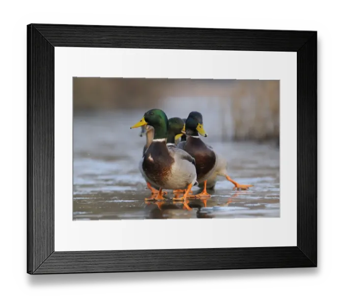 Framed Print : Mallards (Anas platyrhynchos) slipping on ice on frozen lake, Wiltshire, UK, January Framed Print : Mallards (Anas platyrhynchos) slipping on ice on frozen lake, Wiltshire, UK, January