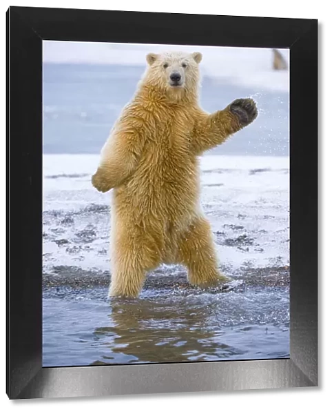 Young Polar bear (Ursus maritimus) standing and trying to balance in shallow water