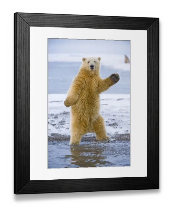 Framed Print : Young Polar bear (Ursus maritimus) standing and trying to balance in shallow water Framed Print : Young Polar bear (Ursus maritimus) standing and trying to balance in shallow water