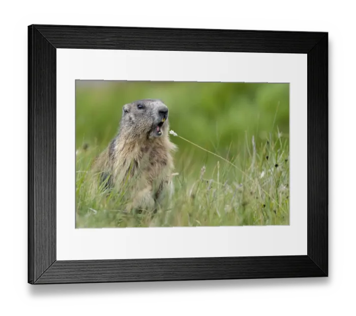 Framed Print : Alpine marmot (Marmota marmota) calling, Hohe Tauern National Park, Austria, July Framed Print : Alpine marmot (Marmota marmota) calling, Hohe Tauern National Park, Austria, July
