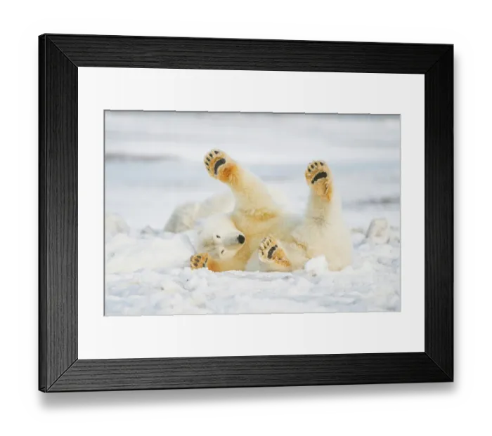 Framed Print : Polar bear (Ursus maritimus) juvenile rolling around on newly formed pack ice, Beaufort Sea, off the 1002 area of the Arctic National Wildlife Refuge, North Slope, Alaska