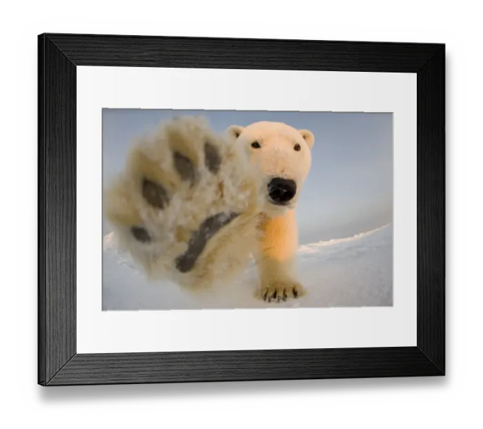 Framed Print : Polar bear (Ursus maritimus) curious young boar on the newly frozen pack ice reaches Framed Print : Polar bear (Ursus maritimus) curious young boar on the newly frozen pack ice reaches