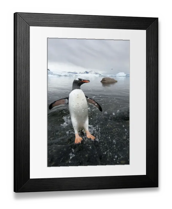 Framed Print : Gentoo Penguin (Pygoscelis papua) jumping onto shore, Cuverville Island, Antarctic Peninsula