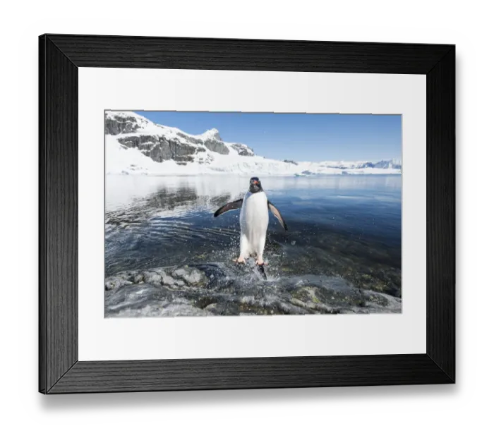 Framed Print : Gentoo Penguin (Pygoscelis papua) coming in from the sea, Cuverville Island, Antarctic Peninsula Framed Print : Gentoo Penguin (Pygoscelis papua) coming in from the sea, Cuverville Island, Antarctic Peninsula