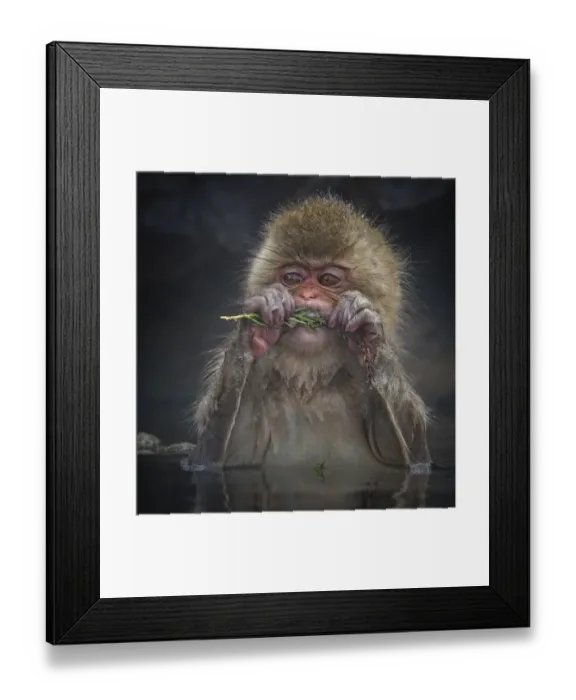Framed Print : Japanese Macaque (Macaca fuscata) biting needles from tree branch while sitting in Framed Print : Japanese Macaque (Macaca fuscata) biting needles from tree branch while sitting in