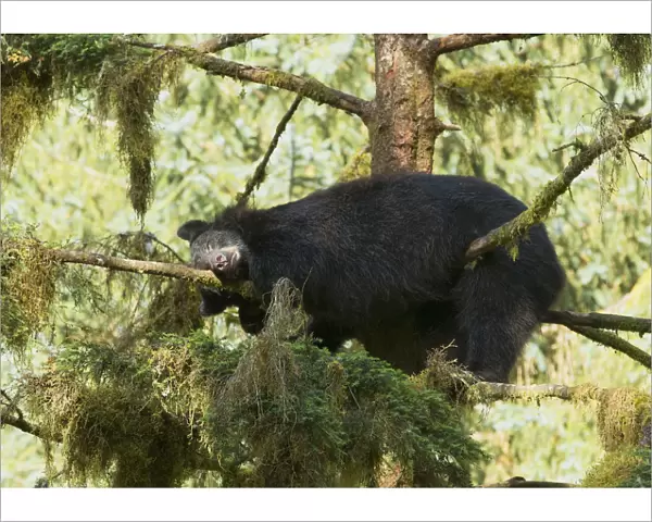 Black Bear (Ursus americanus) sleeping in a Sitka Spruce tree (Picea sitchensis)