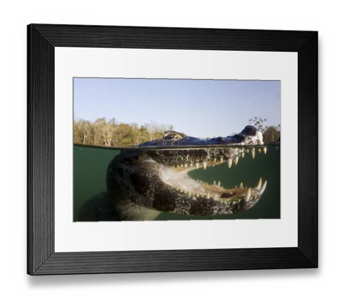 Framed Print : Spectacled caiman (Caiman crocodilus) Rio BaiAia Bonita, Bonito, Mato Grosso do Sul Framed Print : Spectacled caiman (Caiman crocodilus) Rio BaiAia Bonita, Bonito, Mato Grosso do Sul