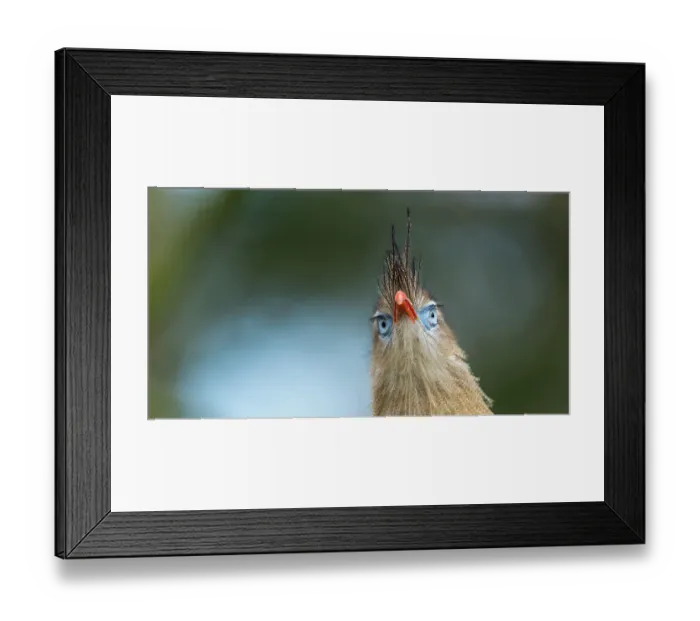 Framed Print : Red-legged Seriema (Cariama cristata) portrait, captive, Apenheul Park, Netherlands Framed Print : Red-legged Seriema (Cariama cristata) portrait, captive, Apenheul Park, Netherlands