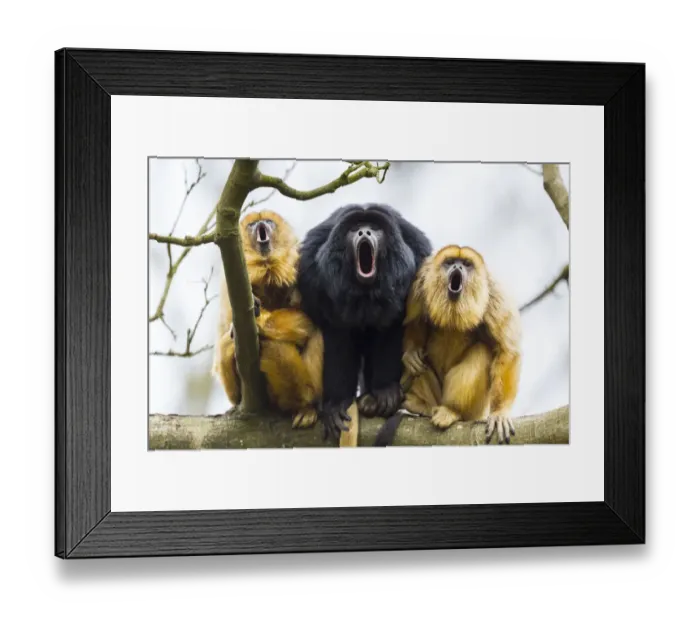 Framed Print : Black howler monkeys (Alouatta caraya) male and two females calling from tree, captive Framed Print : Black howler monkeys (Alouatta caraya) male and two females calling from tree, captive