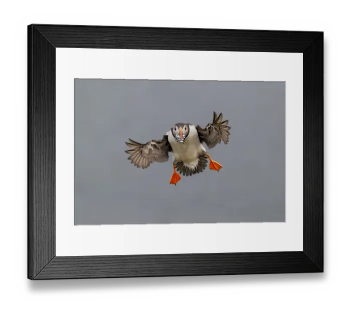 Framed Print : Atlantic Puffin (Fratercula arctica) in flight, coming into land with beak full of sand eels Framed Print : Atlantic Puffin (Fratercula arctica) in flight, coming into land with beak full of sand eels