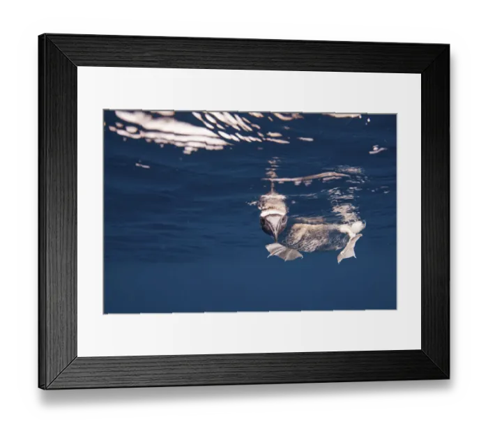 Framed Print : Booby (Sula nebouxii) looking at camera underwater, Galapagos Island Framed Print : Booby (Sula nebouxii) looking at camera underwater, Galapagos Island