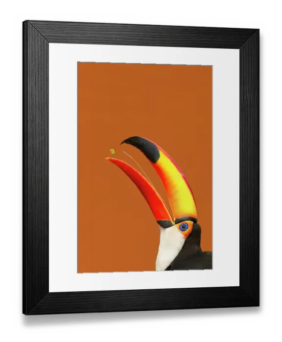 Framed Print : Toco Toucan (Ramphastos toco) beak open with tongue visible while feeding on mango, Brazil Framed Print : Toco Toucan (Ramphastos toco) beak open with tongue visible while feeding on mango, Brazil