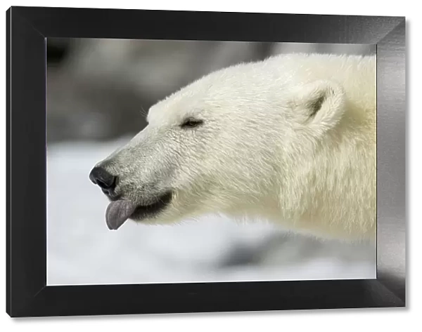 Polar Bear (Ursus maritimus) sticking tongue out, Svalbard, Norway. July