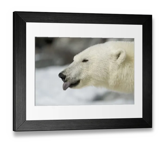 Framed Print : Polar Bear (Ursus maritimus) sticking tongue out, Svalbard, Norway. July Framed Print : Polar Bear (Ursus maritimus) sticking tongue out, Svalbard, Norway. July