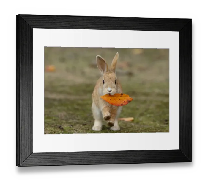 Framed Print : Feral domestic rabbit (Oryctolagus cuniculus) juvenile running with dead leaf in mouth Framed Print : Feral domestic rabbit (Oryctolagus cuniculus) juvenile running with dead leaf in mouth