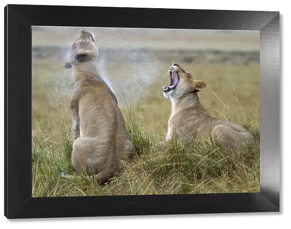 Two Lionesses (Panthera leo) in the rain, one shaking water off and the other yawning