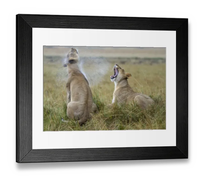 Framed Print : Two Lionesses (Panthera leo) in the rain, one shaking water off and the other yawning Framed Print : Two Lionesses (Panthera leo) in the rain, one shaking water off and the other yawning
