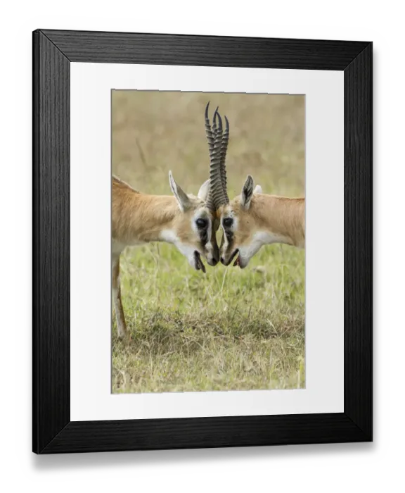 Framed Print : Two male Thomsons gazelles (Eudorcas thomsonii) fighting, Masai-Mara game reserve Framed Print : Two male Thomsons gazelles (Eudorcas thomsonii) fighting, Masai-Mara game reserve